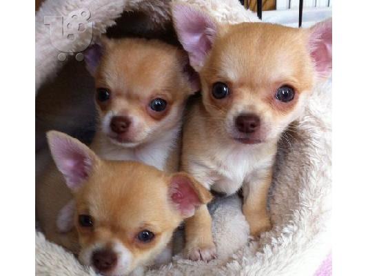 PoulaTo: Chihuahua toy καθαρόαιμα
